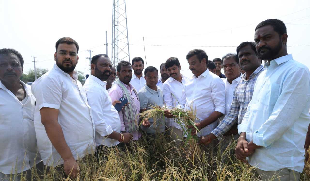 Dubbak MLA demands Rs 25,000 compensation per acre for crop loss