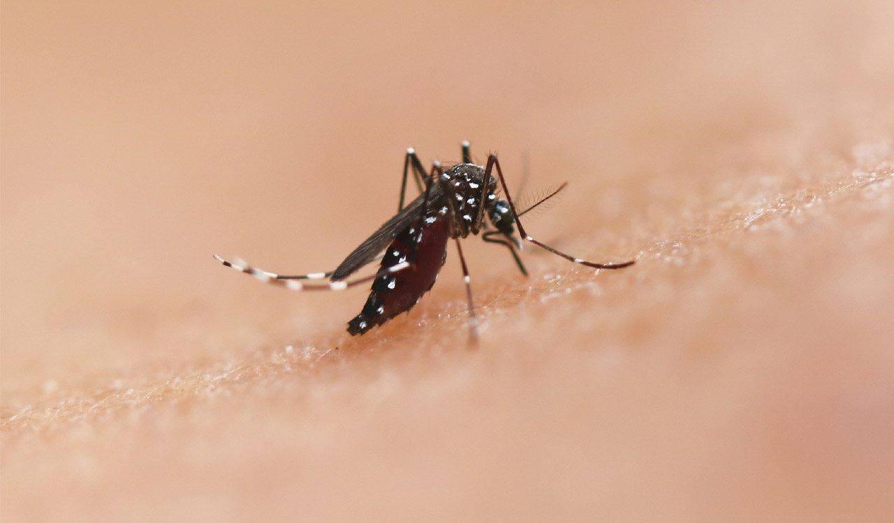 Sri Lanka records over 27,000 dengue cases, 14 deaths in 2026