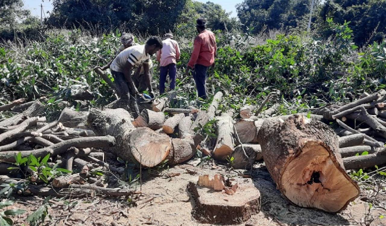 Mango farmers cut trees to explore other crops in Mancherial