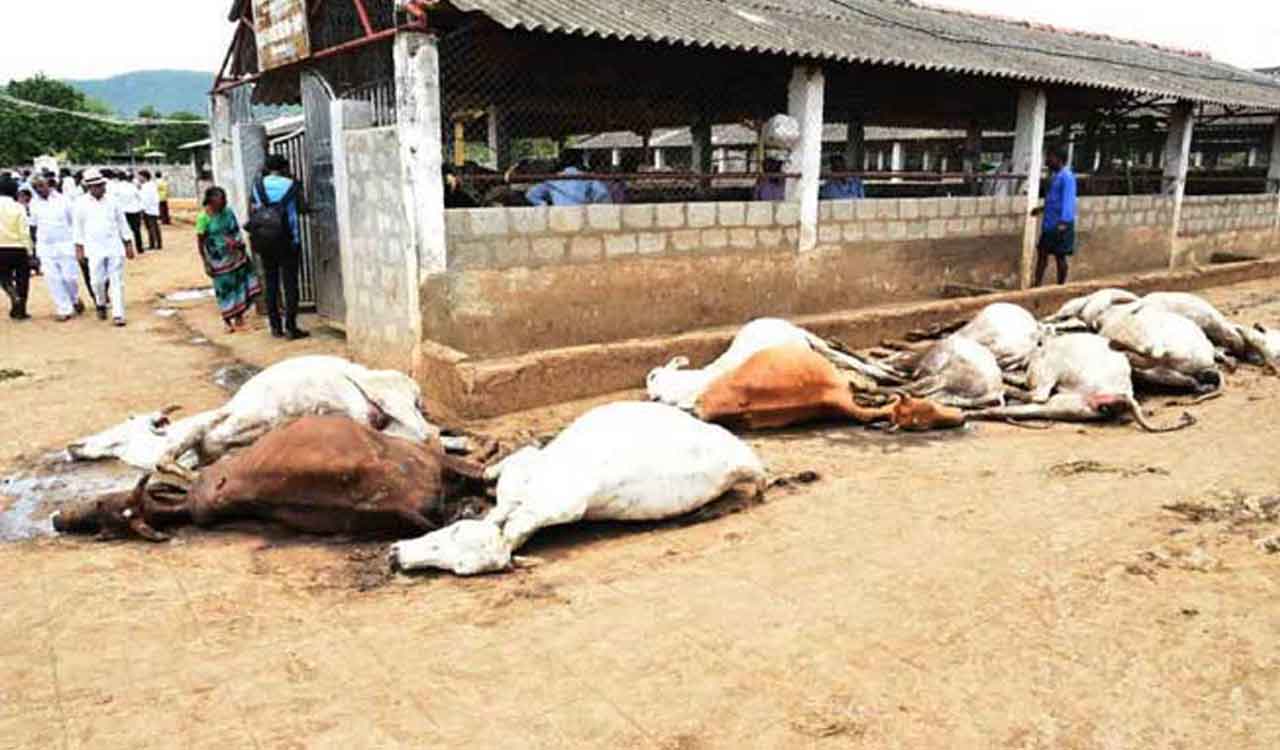 10 cows die under suspicious circumstances in Ranga Reddy district, probe underway