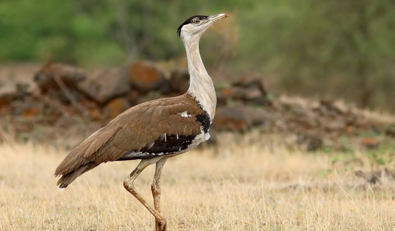 Ramesh recalls sequence of events that triggered conservation programme for Great Indian Bustard