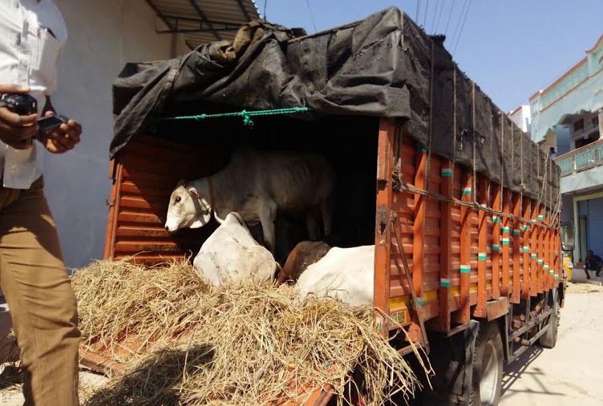 15 calves rescued in Ghatkesar, two arrested during illegal transport check