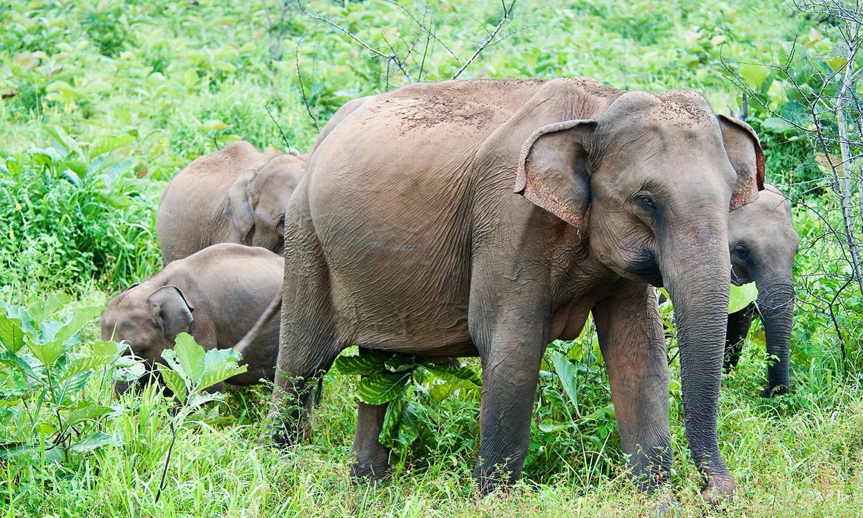 Woman killed in wild elephant attack in Kerala’s Idukki district