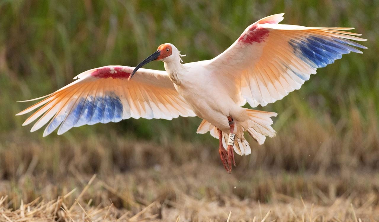 8 crested ibises released in Japan decades after extinction 