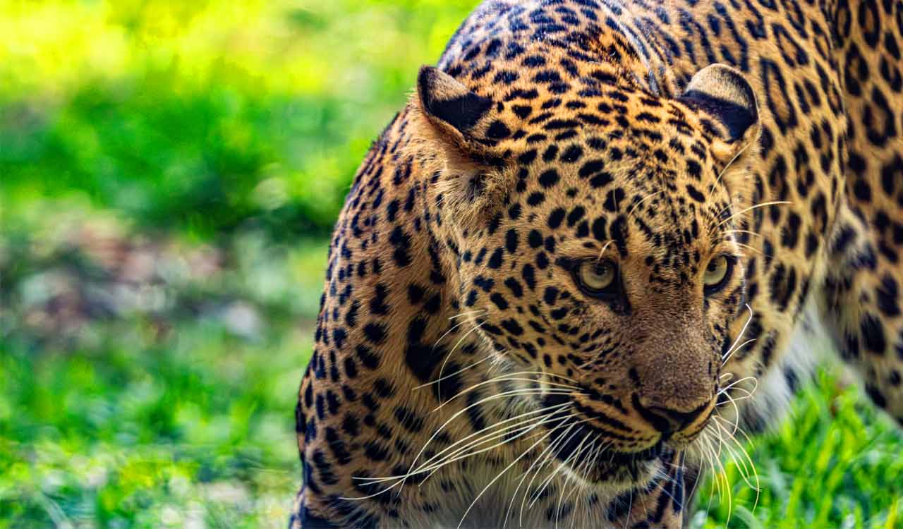 Leopard movement triggers panic in Khanapur villages near Warangal