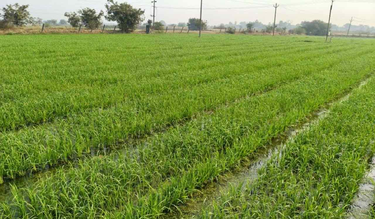 El Nino Impact: Monsoon deficit hits sowing operations in Siddipet district