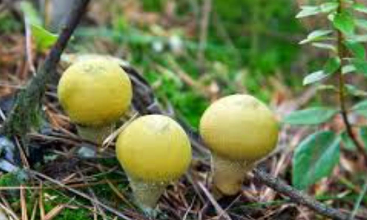 Rare yellow puffball mushroom found in Arunachal