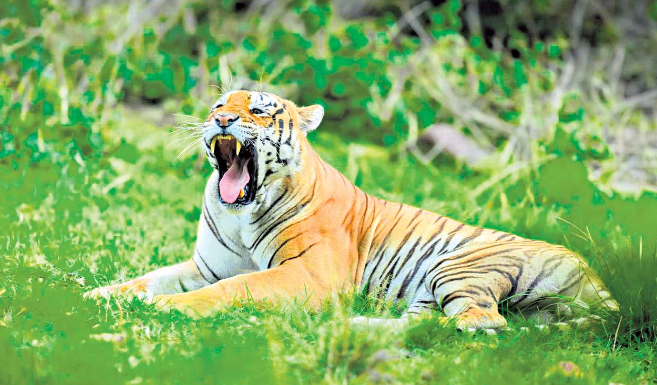 Tiger count in Amrabad Reserve rises to 42, more females boost growth