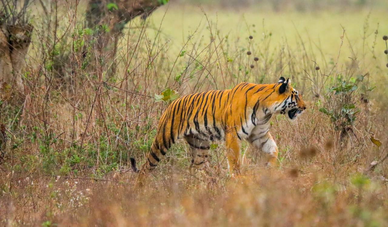 Three villages of Mancherial to be relocated to attract tigers to Kawal