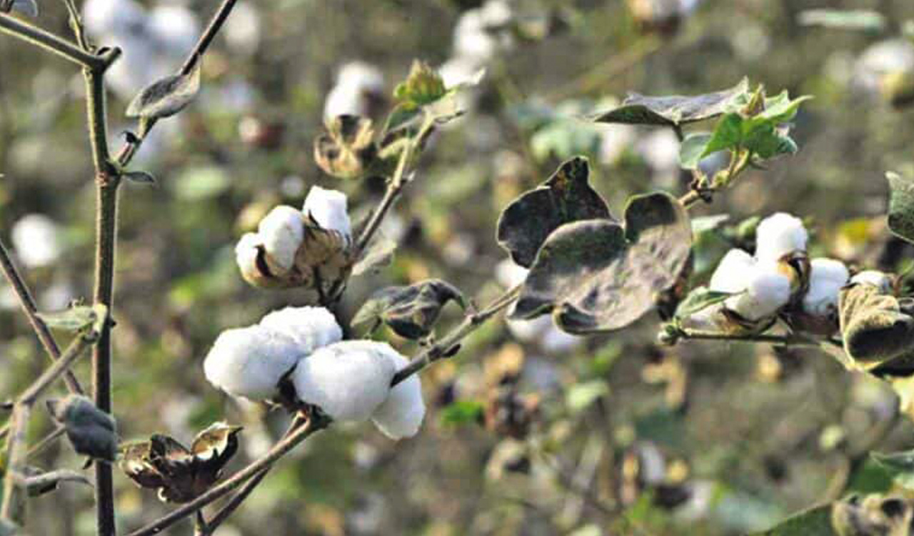 Turkapally police bust interstate fake cotton seed racket, one arrested