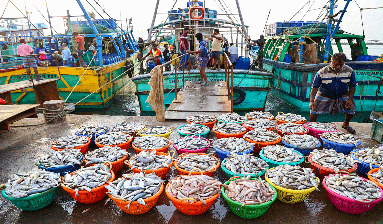 India’s seafood exports hit record high of USD 8.46 billion in 2025-26