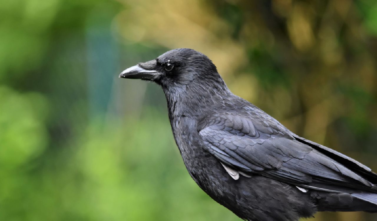 Hyderabad Bird Atlas to track house crow population amid concerns over decline