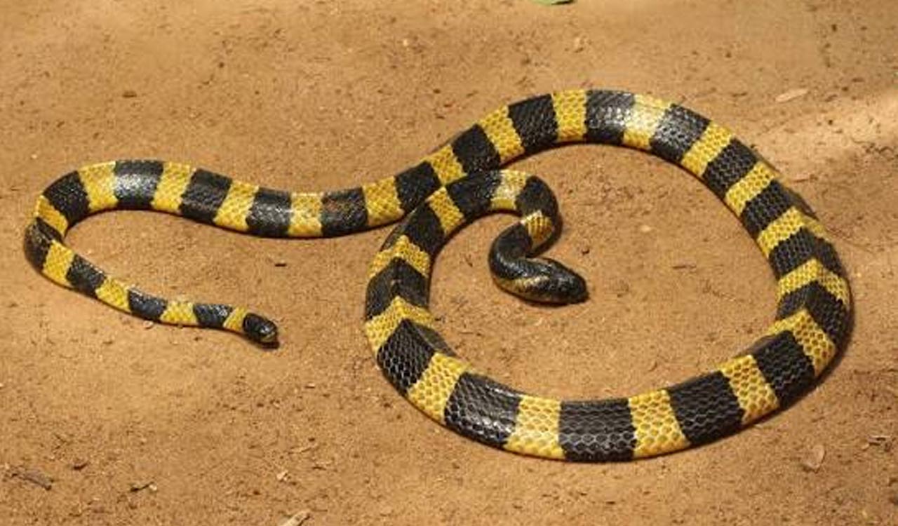 Jharkhand: Snake bites 4 students in school hostel, one dead