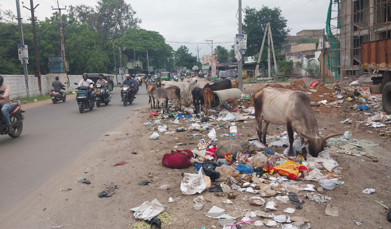 Stray cattle on Srisailam Highway raise safety concerns for commuters