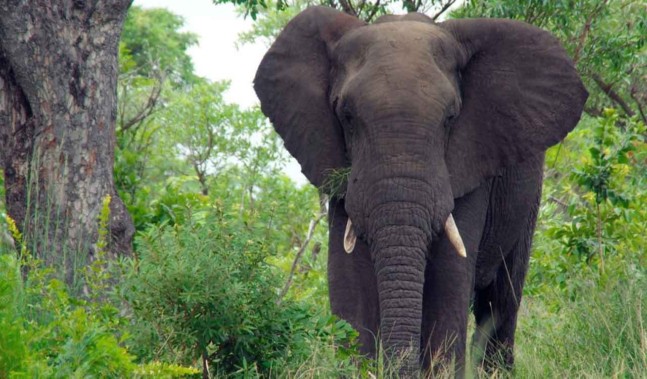 Andhra to deploy 2 kumki elephants to curb man-animal conflict near Odisha border