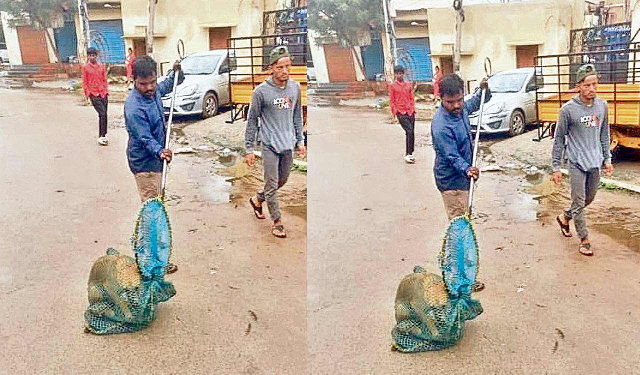 Cyberabad civic body conducts anti-Rabies vaccination for stray dogs in Quthbullapur zone
