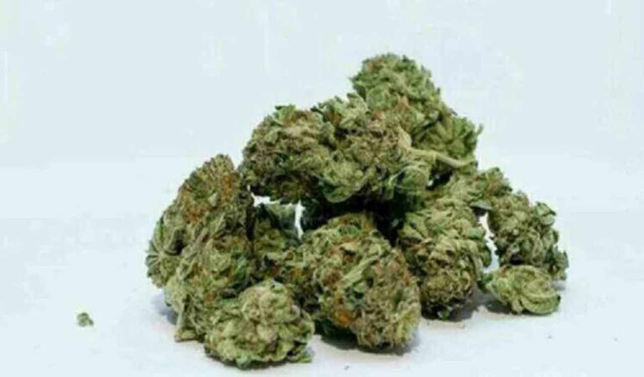 Former University of Hyderabad student held with ganja on campus