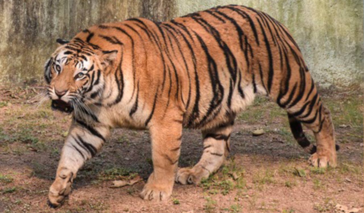 TN tiger attack case: Political parties, traders give two-day strike call in Gudalur