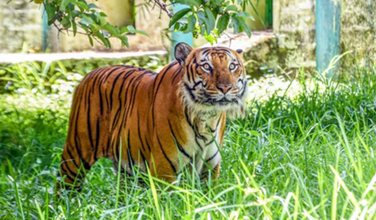 TN’s Gudalur shuts down for 48 hours as hunt for tiger intensifies