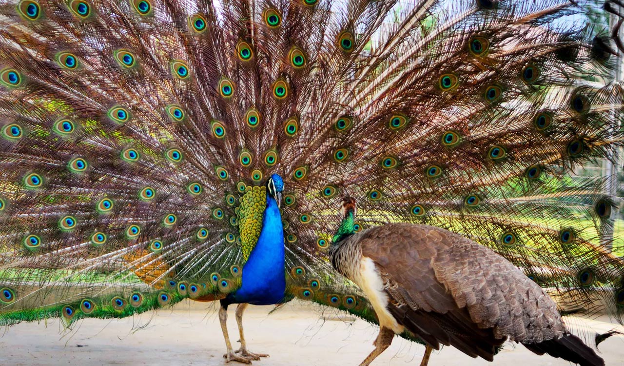  India donates five peacocks to UN Geneva, reviving decades-old tradition  