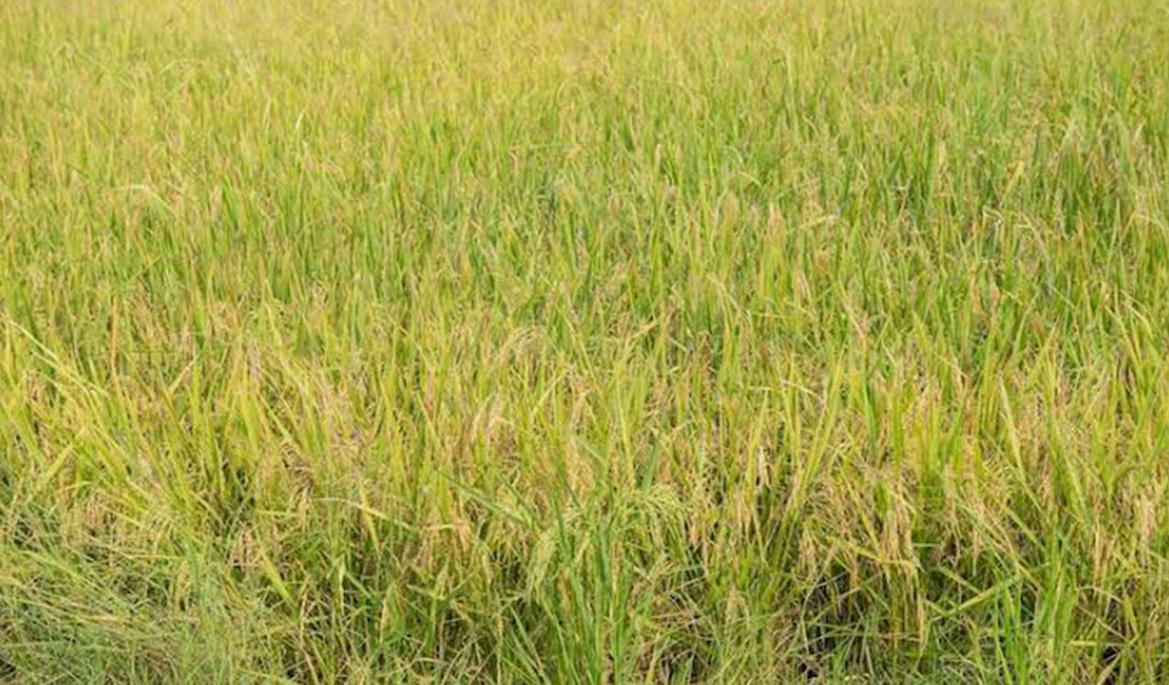 TN farmers seek govt help as wild rice weed spreads across paddy fields in Kanyakumari