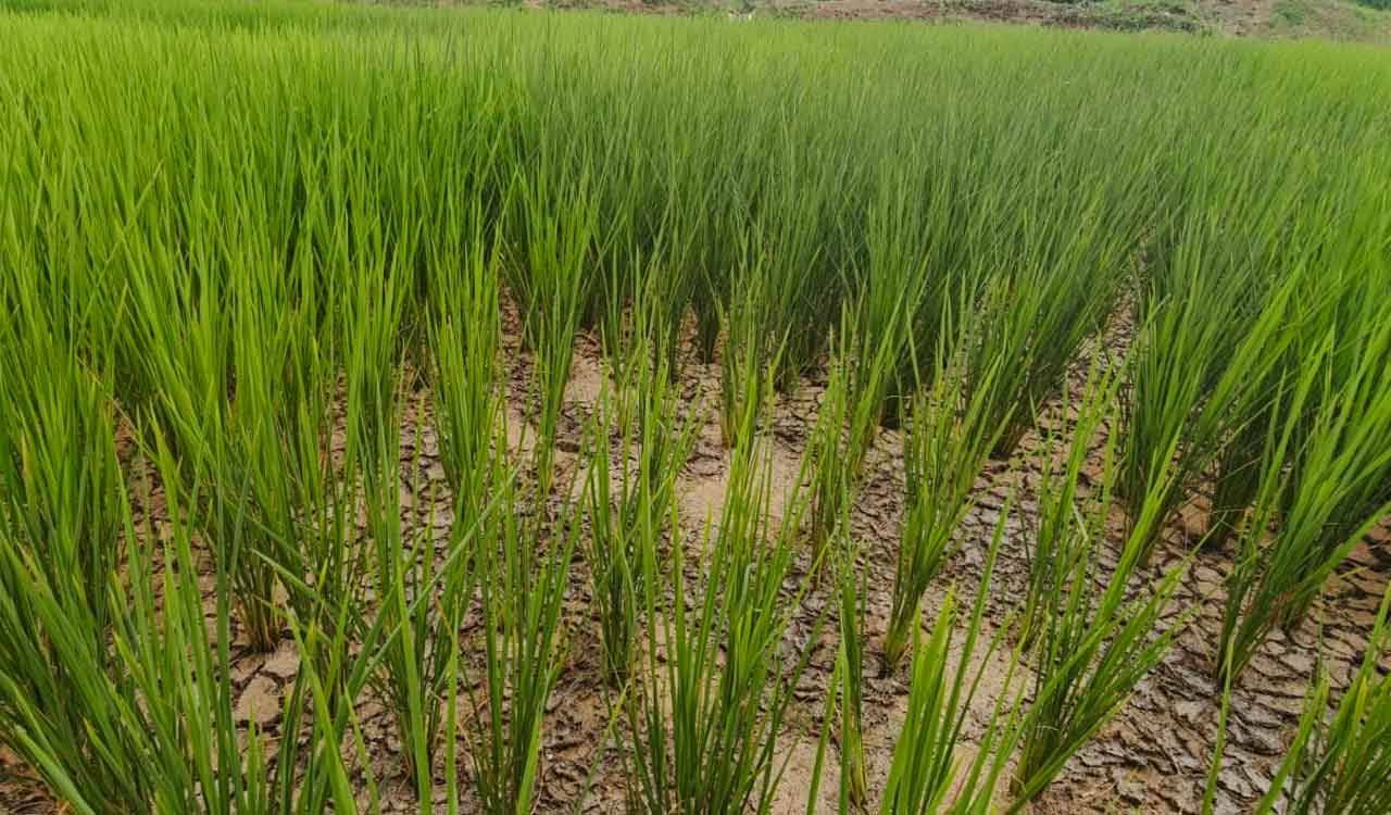 Medak: Paddy crops dries up due to lack of power supply