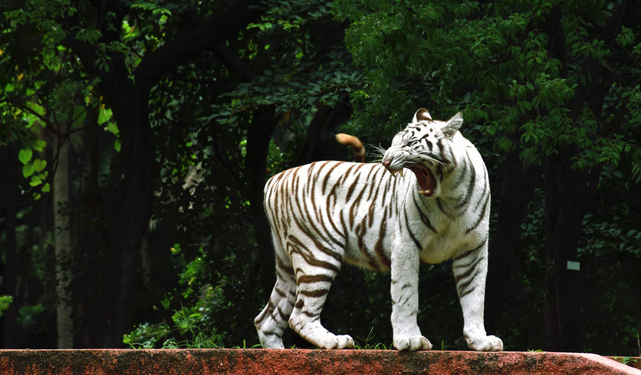 Hyderabad: Siddharth Shah adopts White Tiger cub on son’s 18th birthday