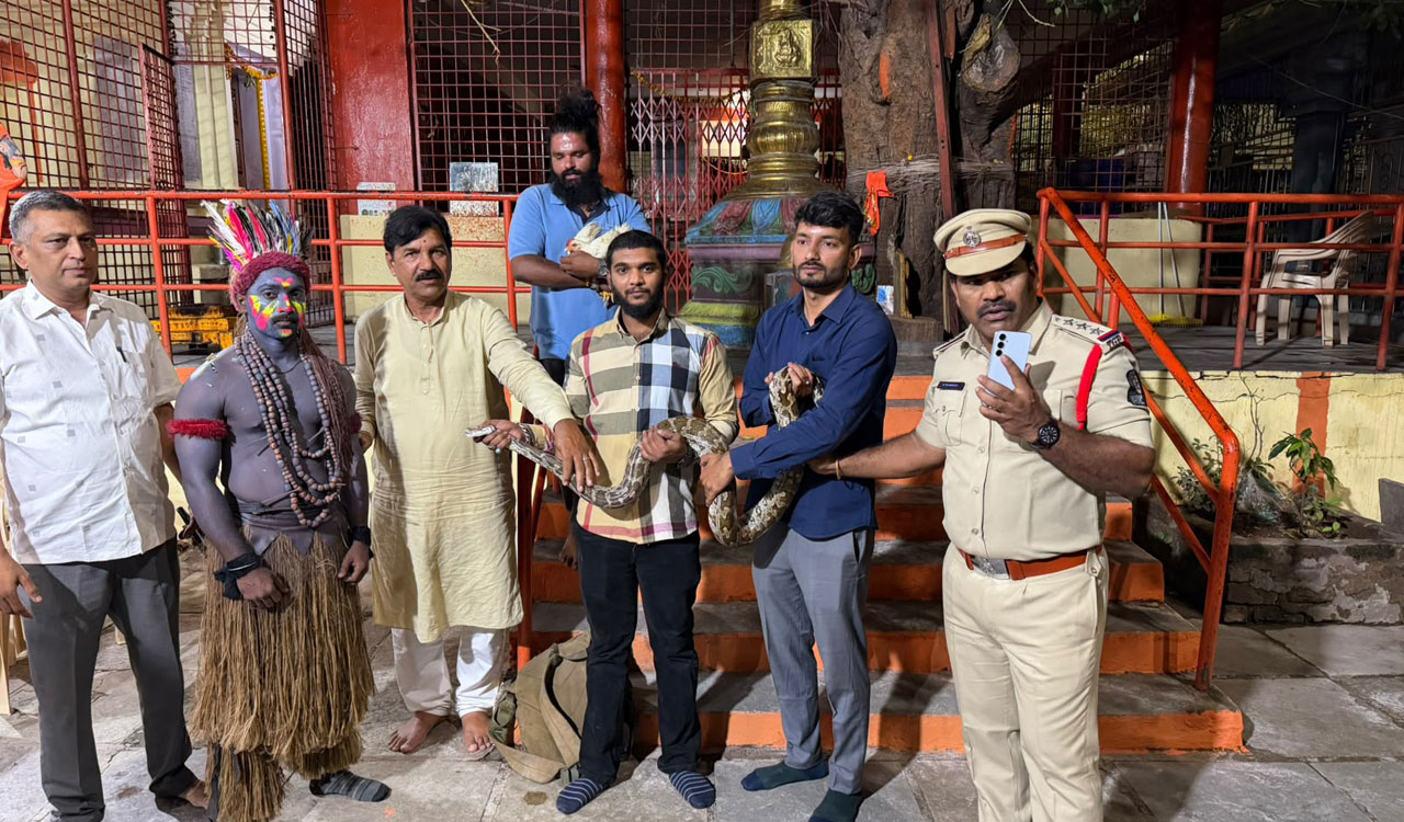Indian Rock Python, broiler chicken rescued during Ganesh procession