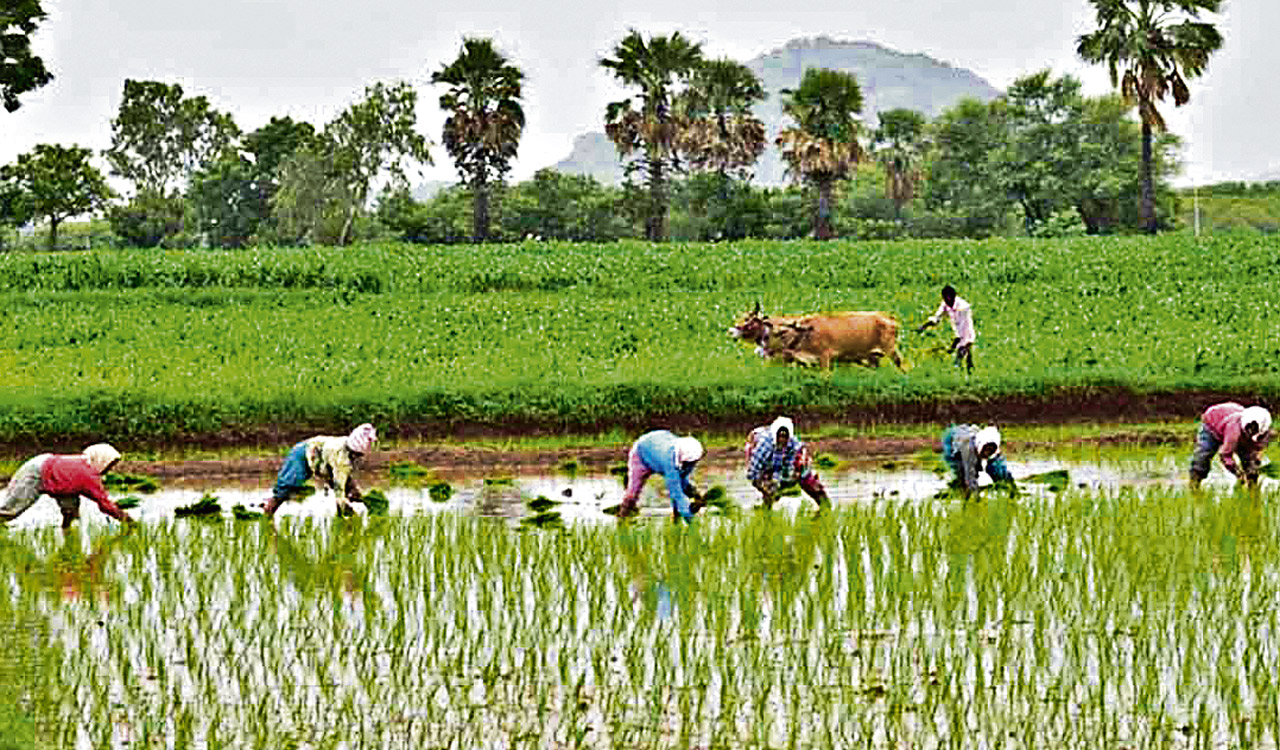 IIIT-Delhi researchers develop AI dataset to monitor crops, predict yields using satellite data