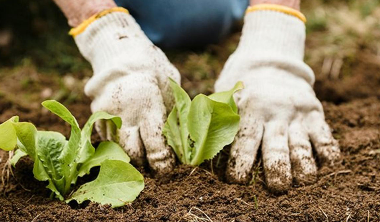 Telangana’s vegetable cultivation area falls nearly 80 percent in 11 years