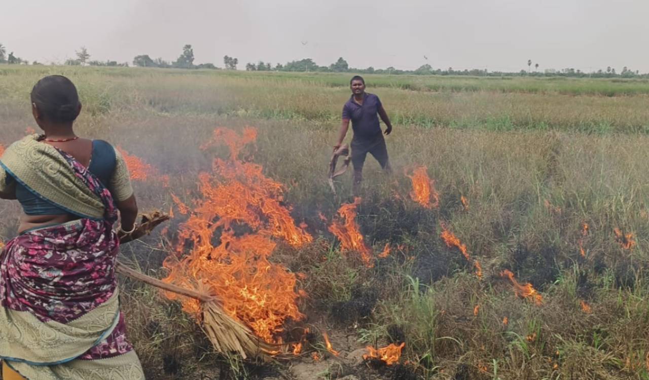 Paddy crop dries up before harvest; Gadwal farmer sets fields ablaze