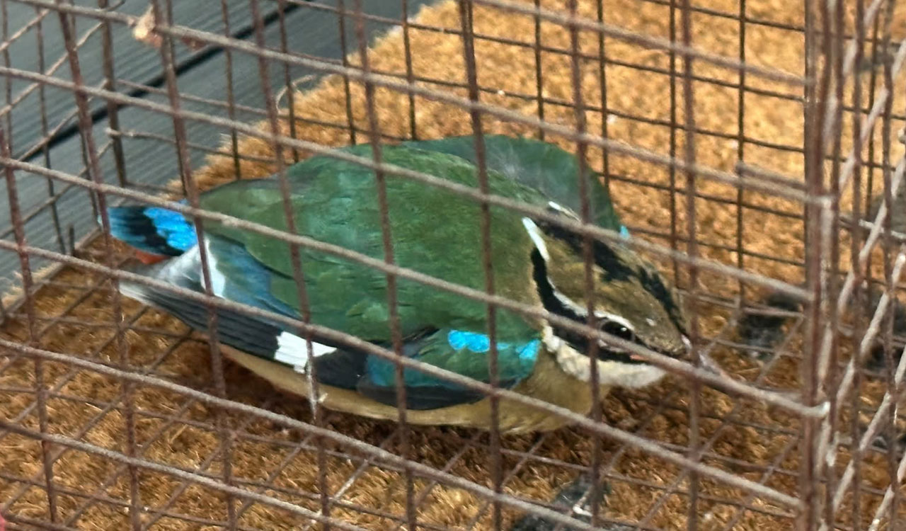 Glass facades prove fatal to migratory Indian Pittas in Hyderabad