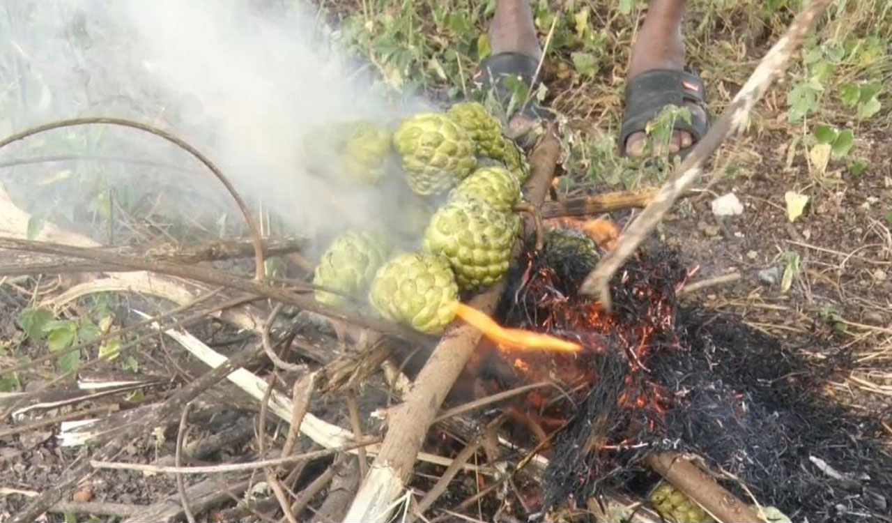 Roasted unripe sitaphal remains a seasonal delicacy in rural Medak