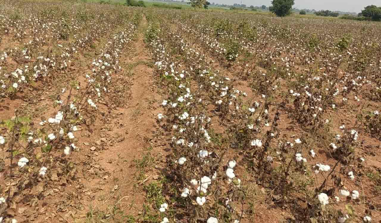 Adilabad cotton procurement plunges as farmers face weather-related crop losses
