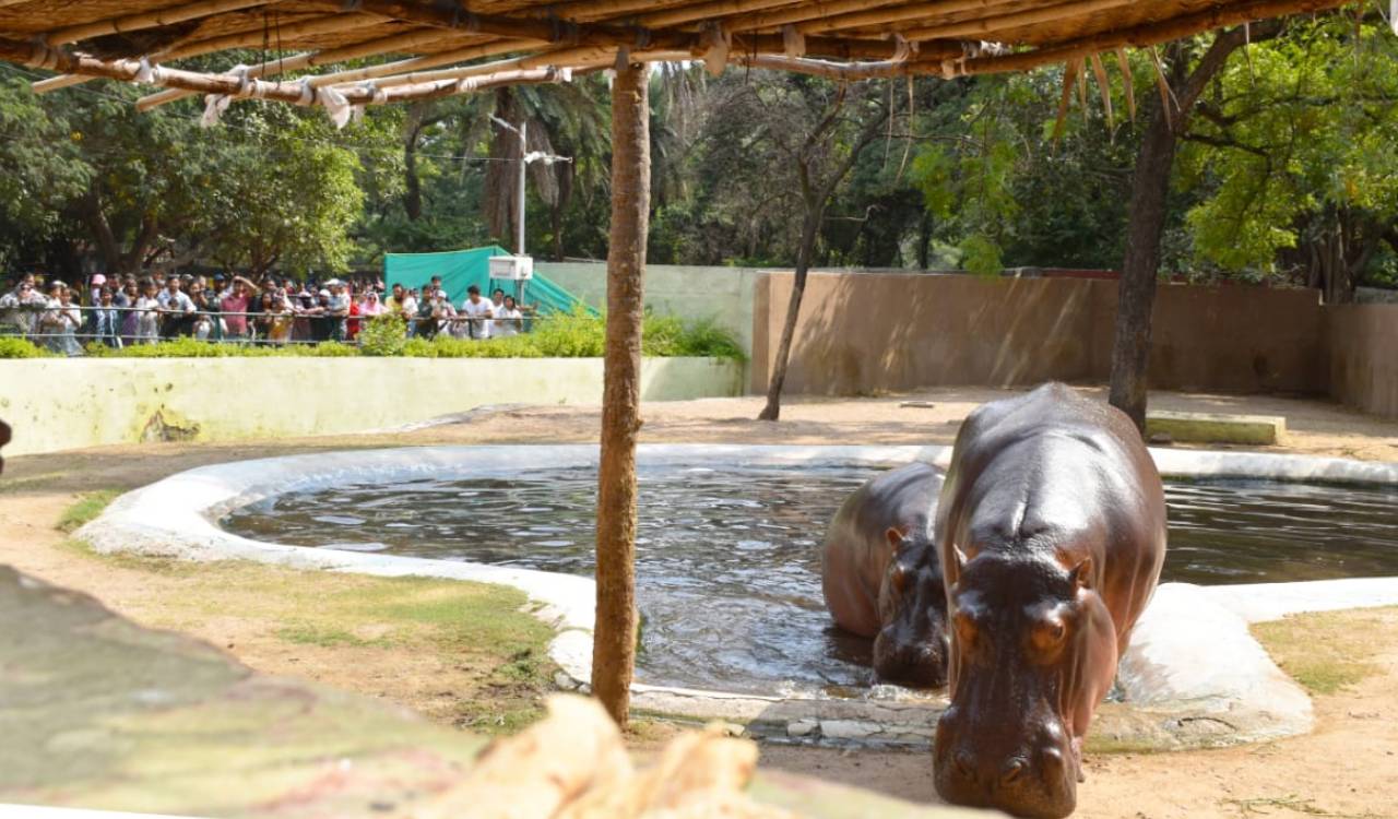 Hyderabad zoo sees record turnout as families throng during Dasara break